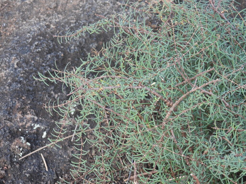 Euphorbia viminea photo 8