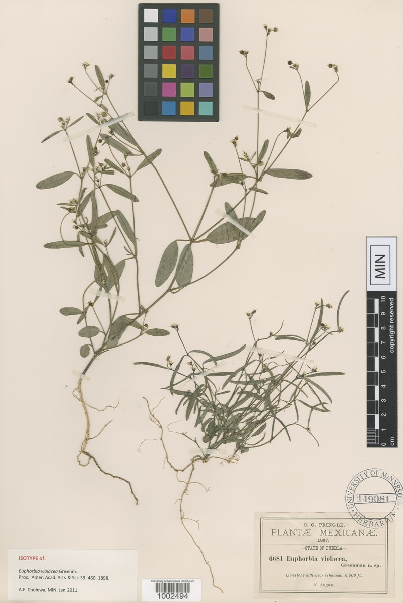 Euphorbia violacea