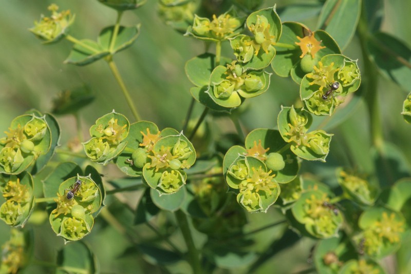 Euphorbia virgata