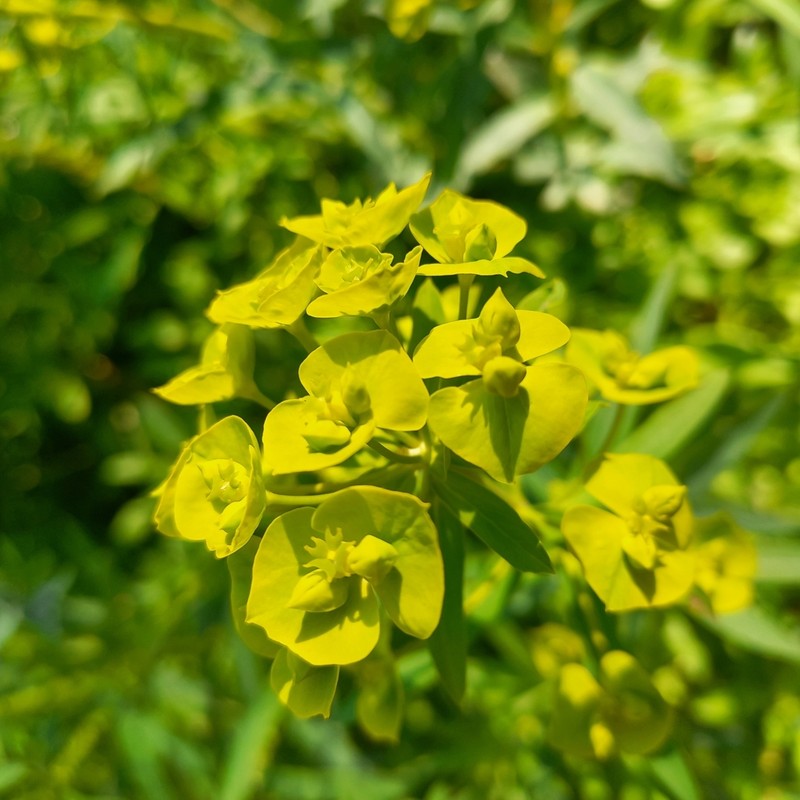 Euphorbia virgata photo 2