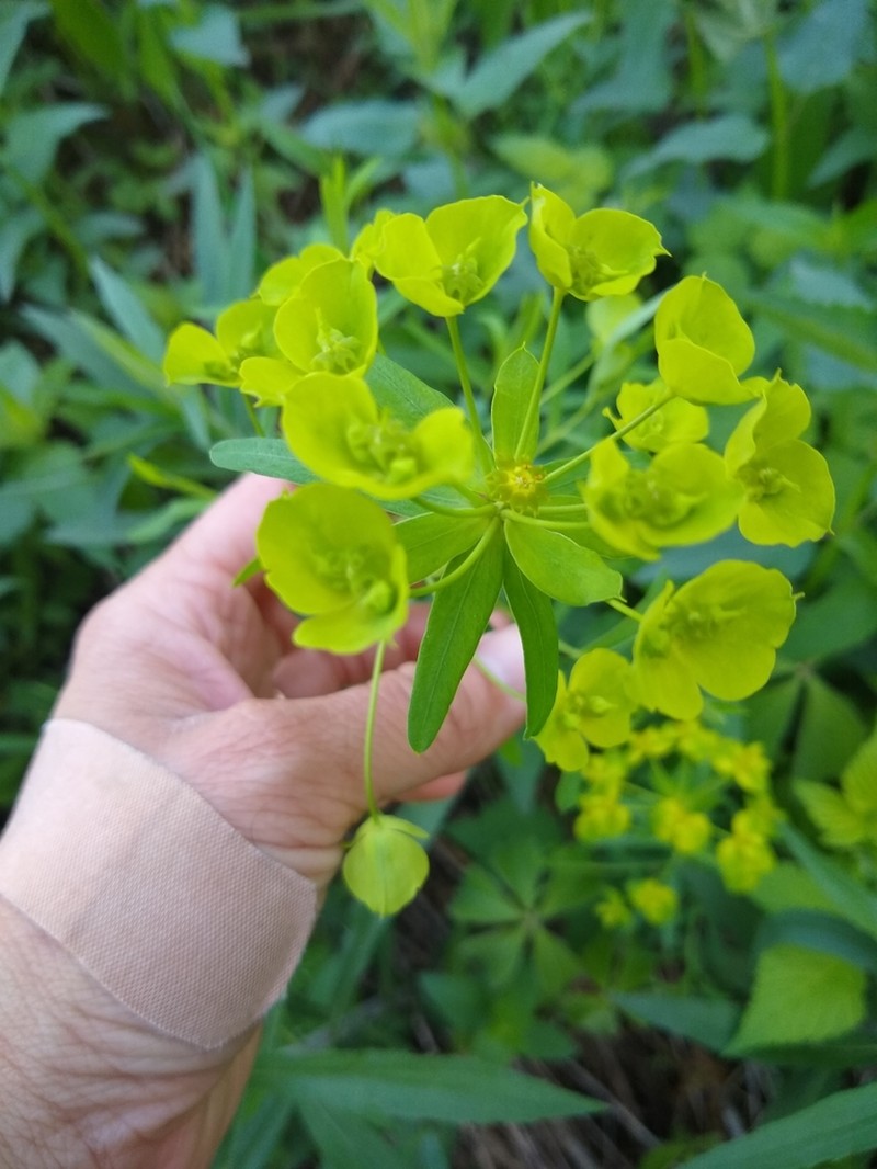 Euphorbia virgata photo 3