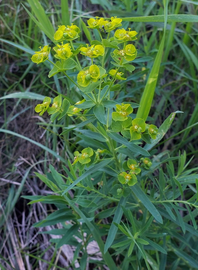 Euphorbia virgata photo 4