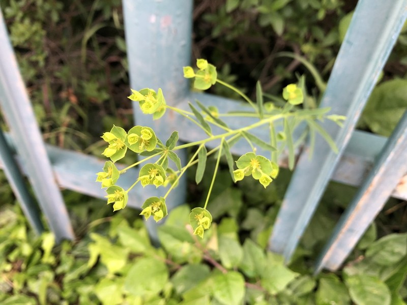 Euphorbia virgata photo 5