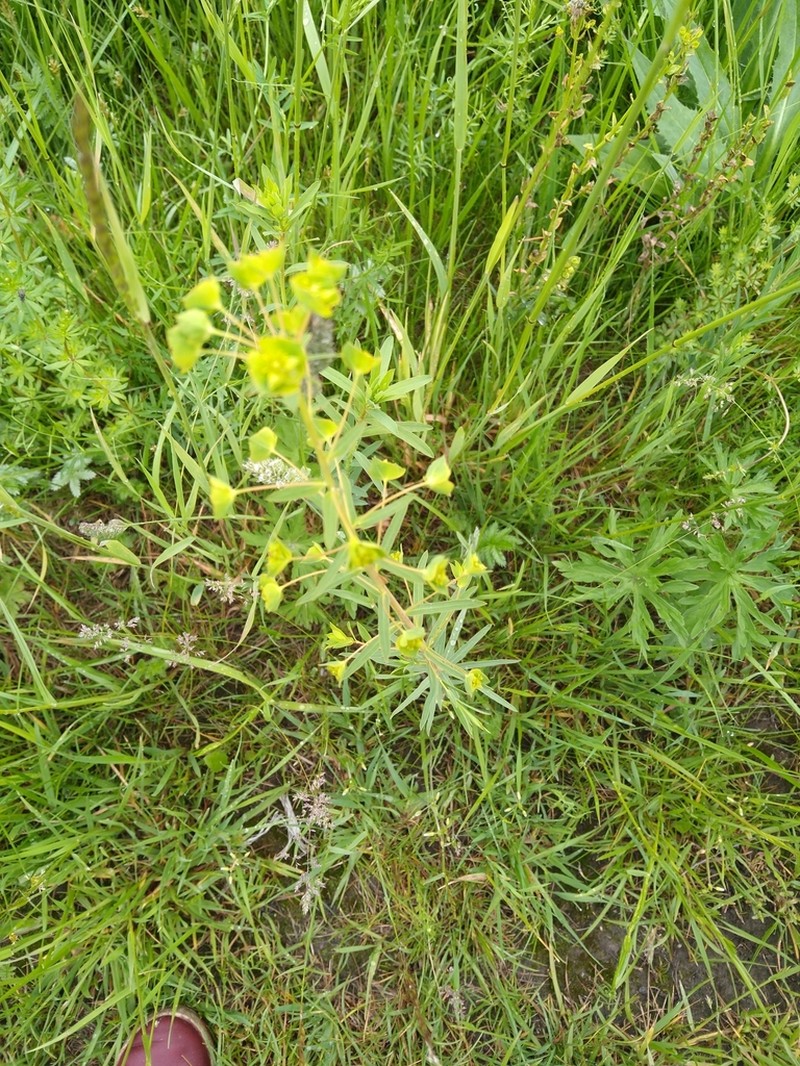 Euphorbia virgata photo 6