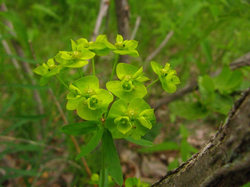 Euphorbia virgata photo 7