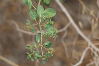 Euphorbia viridis