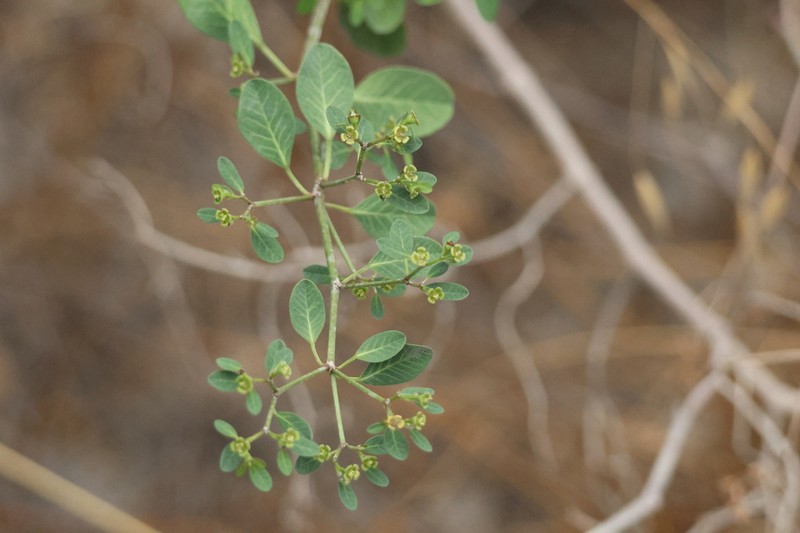 Euphorbia viridis