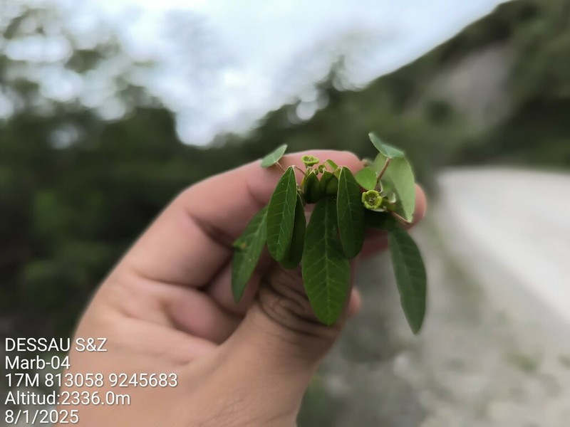 Euphorbia viridis photo 2