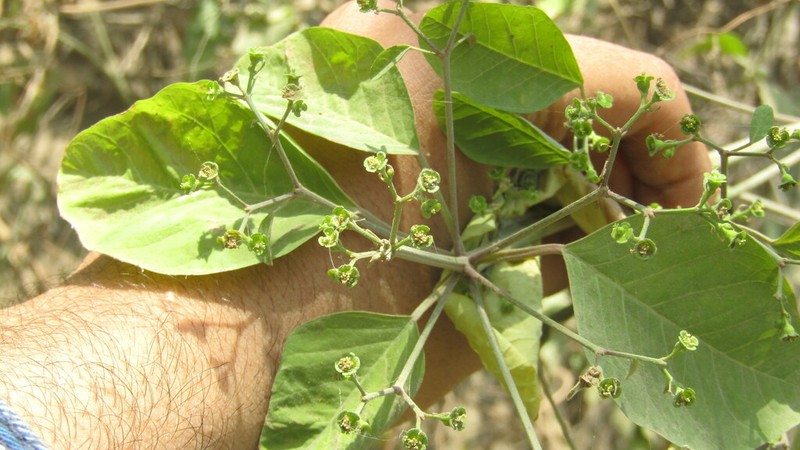 Euphorbia viridis photo 3