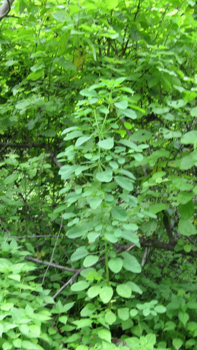 Euphorbia viridis photo 4