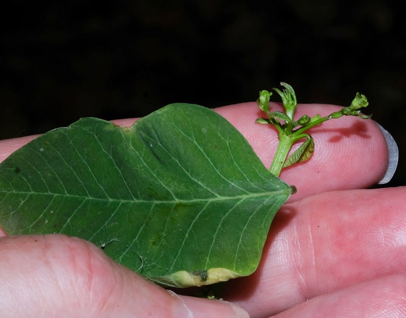Euphorbia viridis photo 5