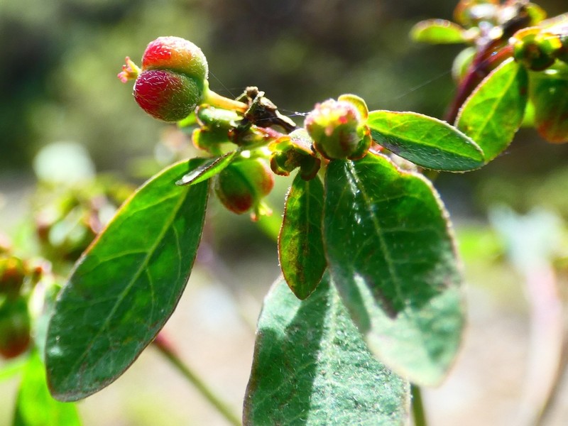 Euphorbia viridis photo 6