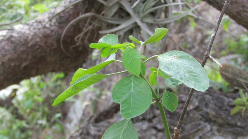 Euphorbia viridis photo 7