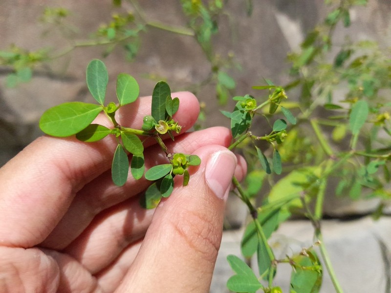 Euphorbia viridis photo 8