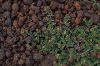 Euphorbia viridula