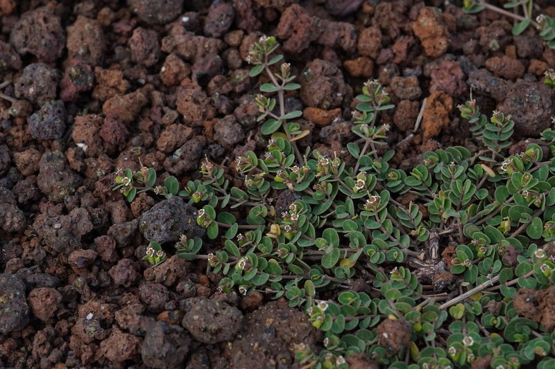 Euphorbia viridula