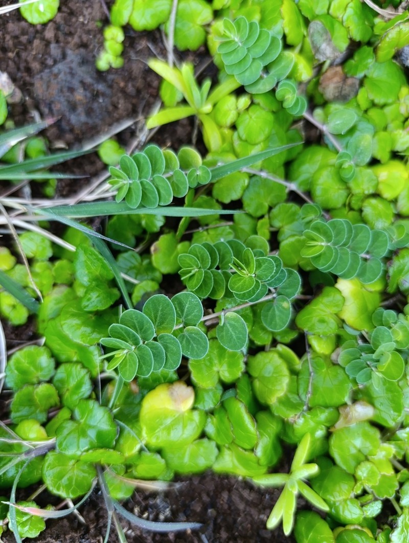 Euphorbia viridula photo 2