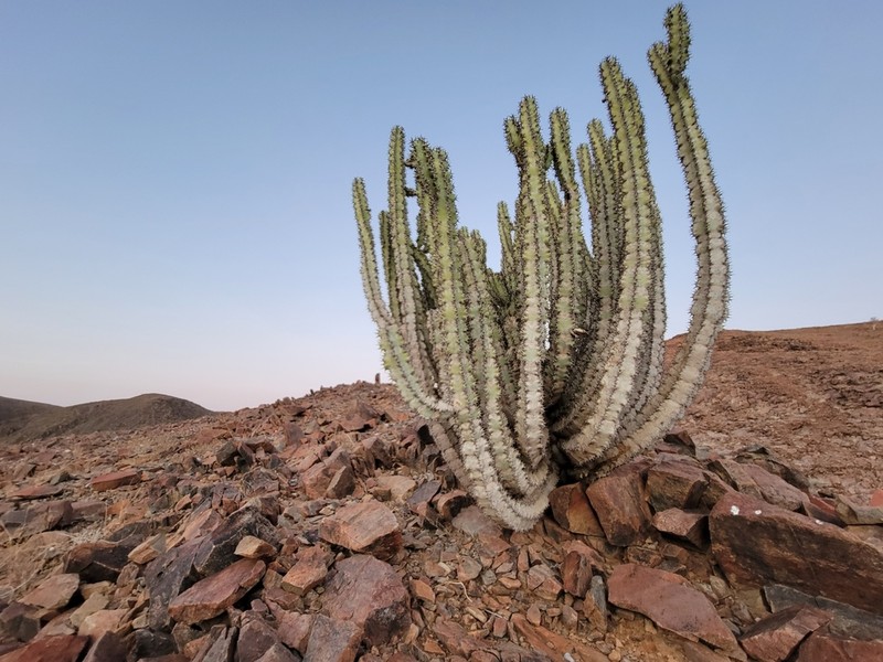 Euphorbia virosa photo 2