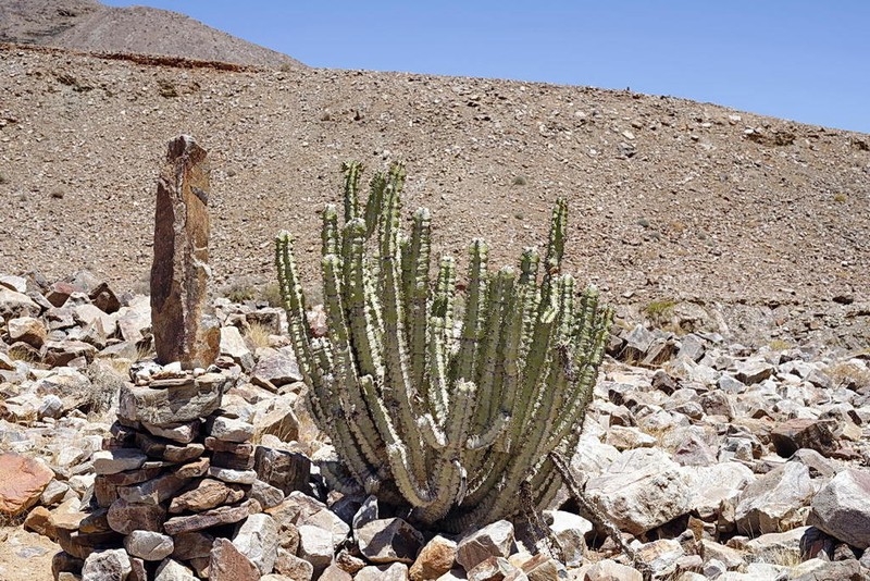Euphorbia virosa photo 3