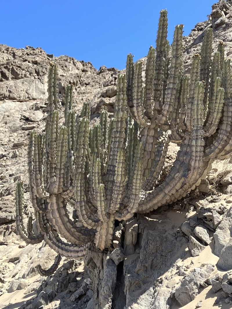 Euphorbia virosa photo 4