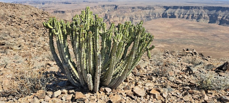 Euphorbia virosa photo 5