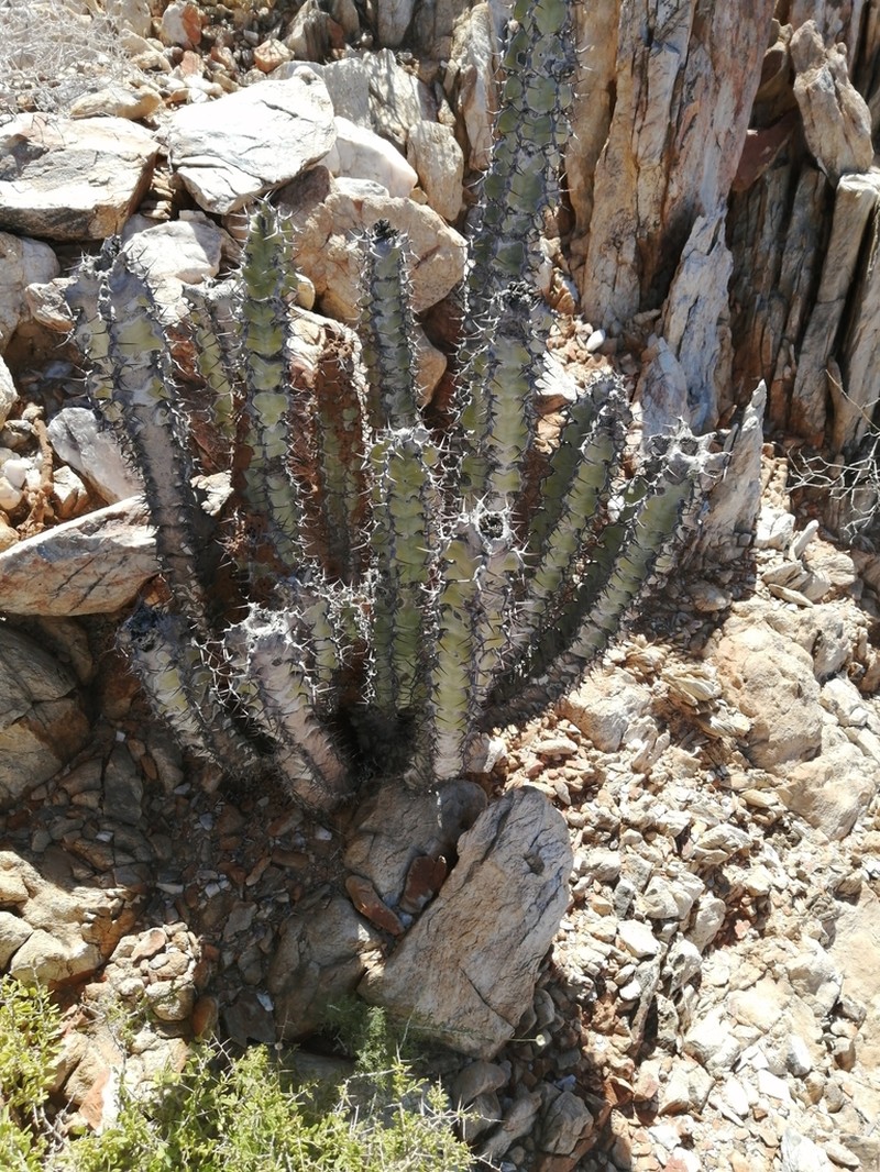 Euphorbia virosa photo 6