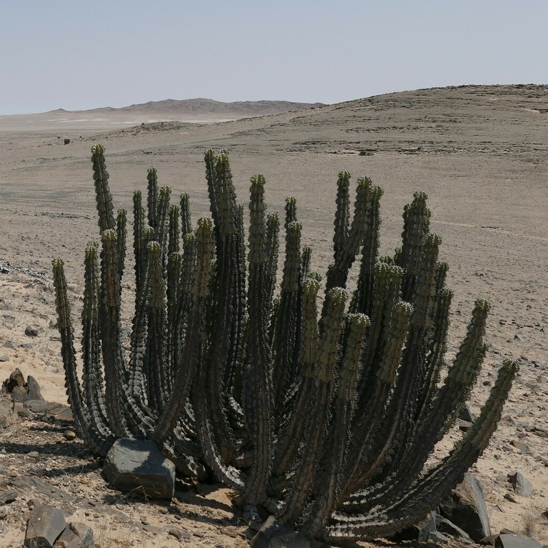 Euphorbia virosa photo 7