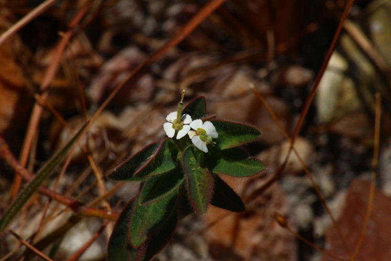 Euphorbia viscoides