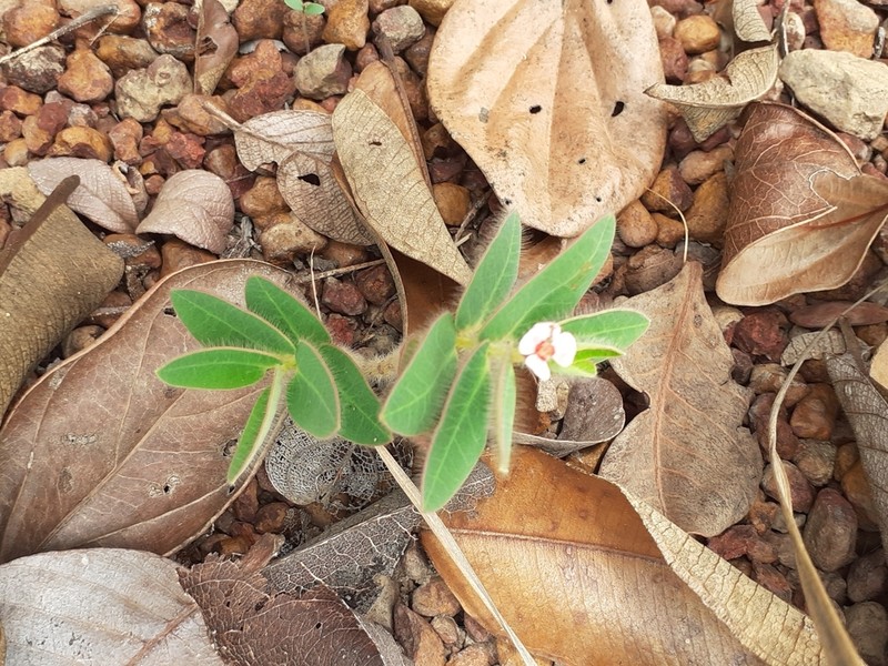 Euphorbia viscoides photo 2