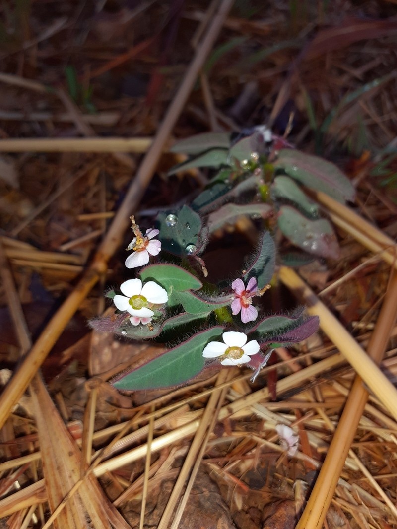 Euphorbia viscoides photo 3