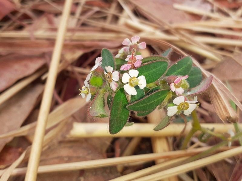 Euphorbia viscoides photo 4