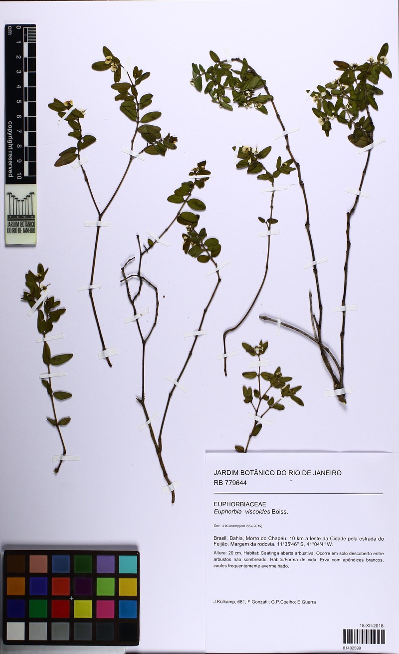 Euphorbia viscoides photo 5