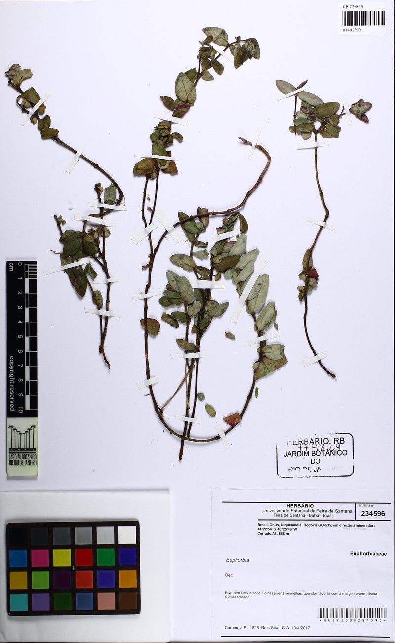 Euphorbia viscoides photo 6