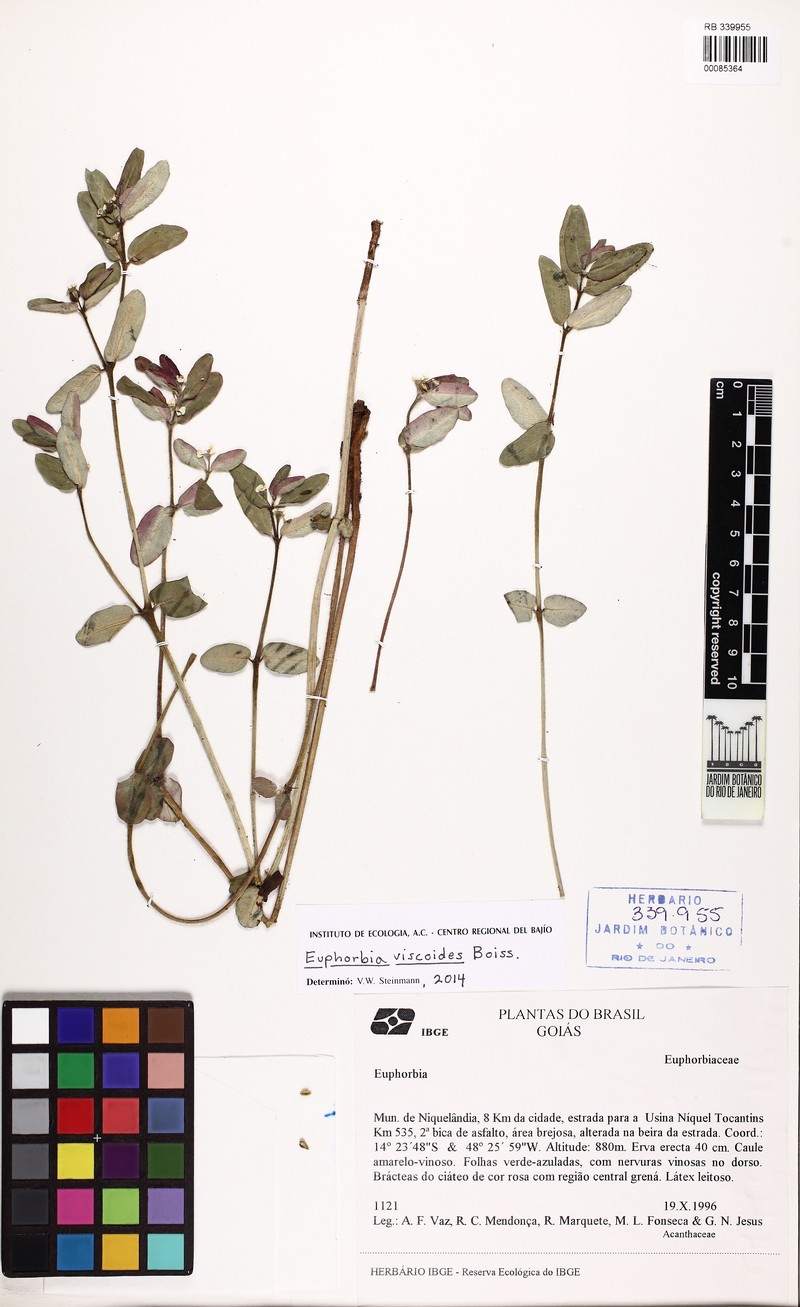 Euphorbia viscoides photo 7