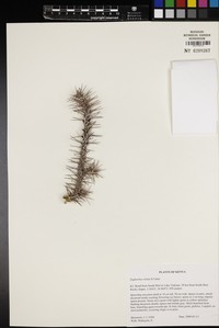 Euphorbia vittata