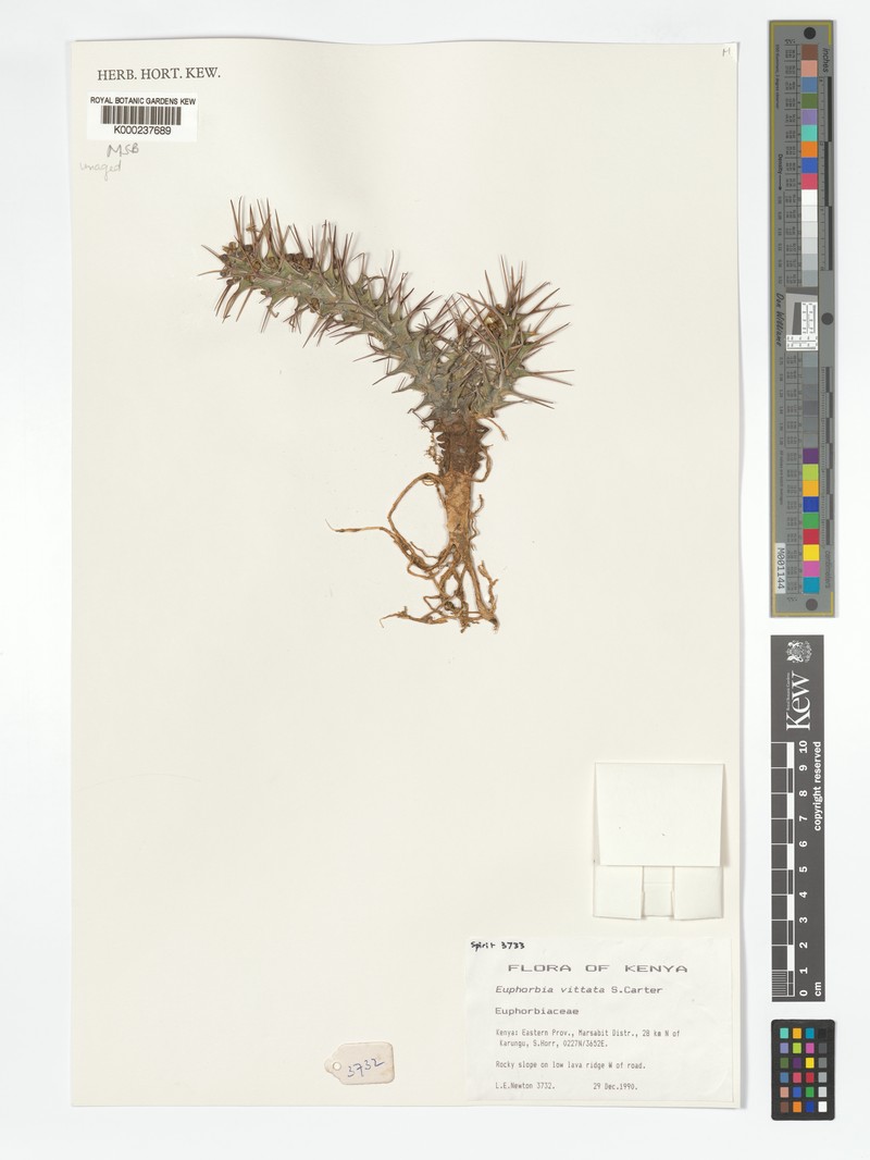Euphorbia vittata photo 2