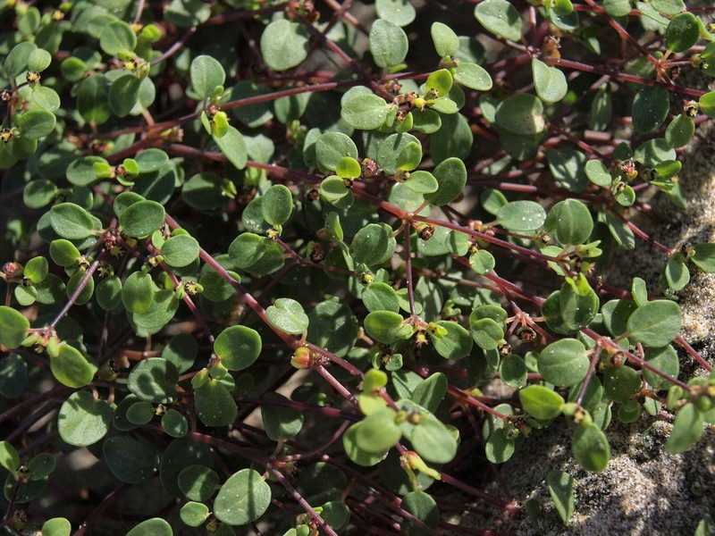 Euphorbia vizcainensis
