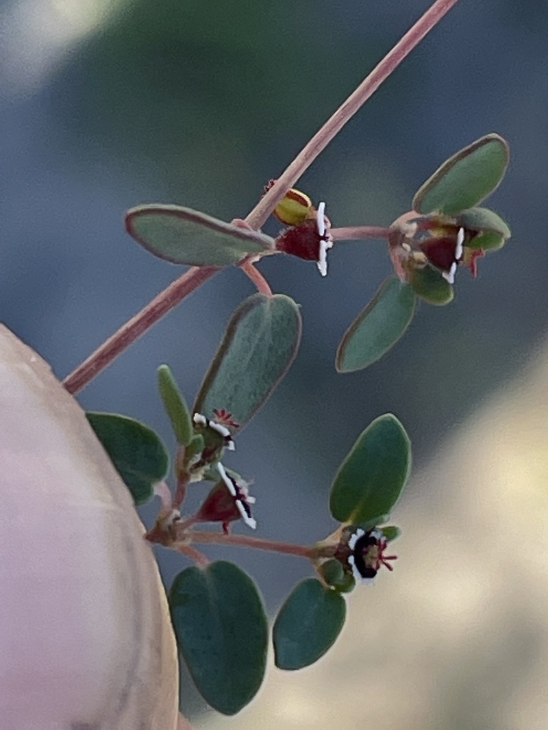 Euphorbia vizcainensis photo 2