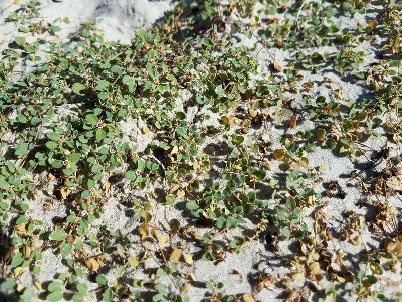 Euphorbia vizcainensis photo 3