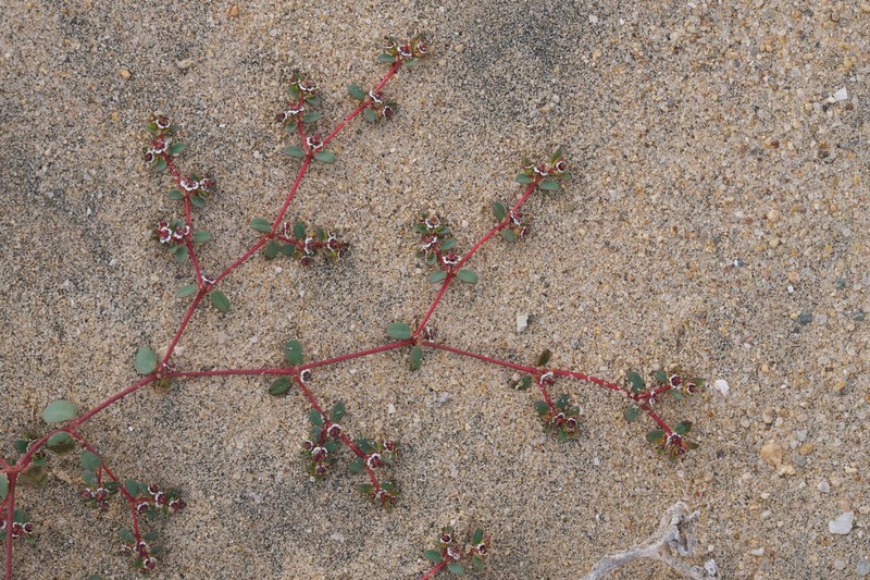 Euphorbia vizcainensis photo 4