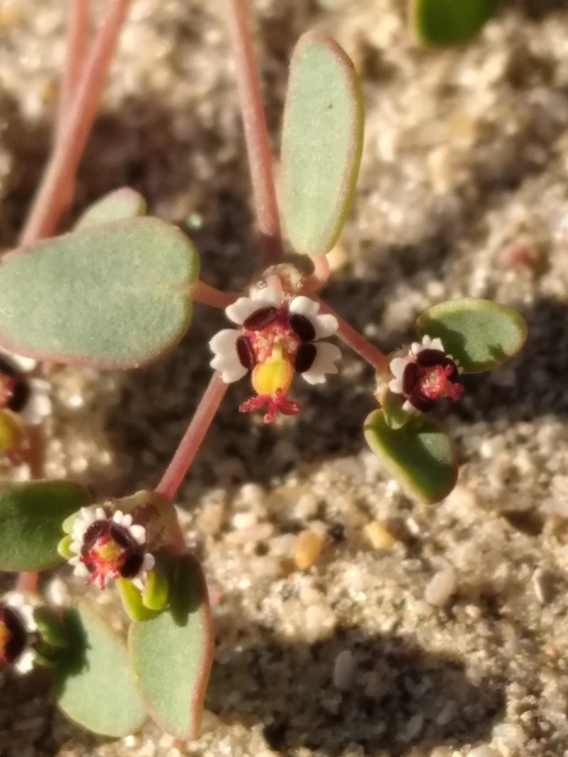 Euphorbia vizcainensis photo 5