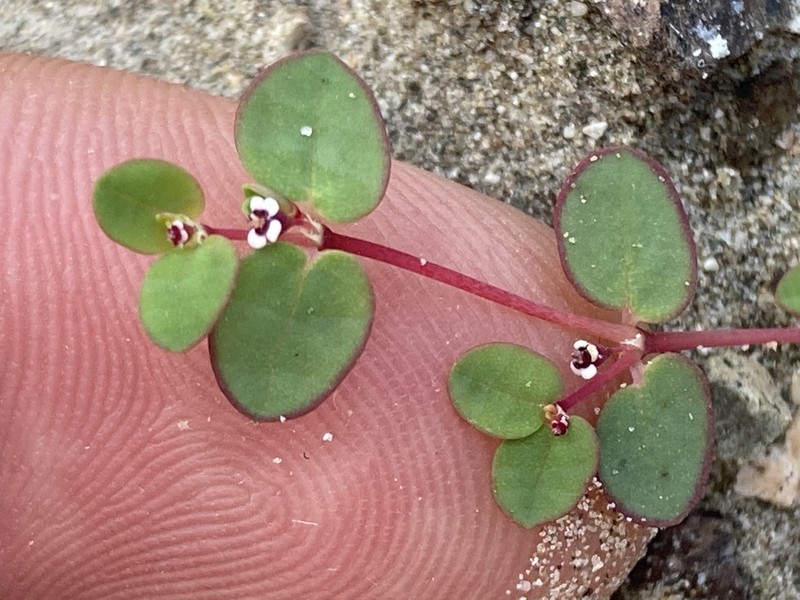 Euphorbia vizcainensis photo 7