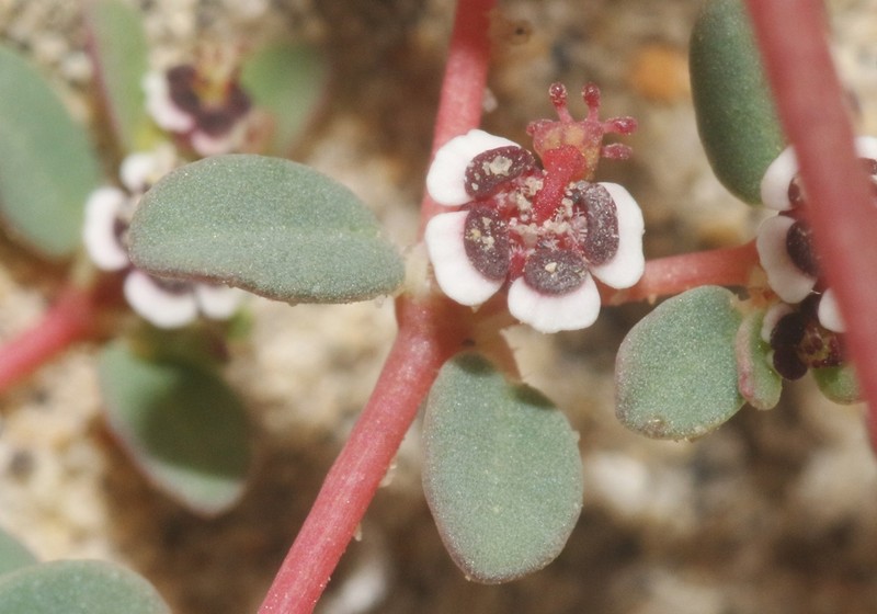 Euphorbia vizcainensis photo 8