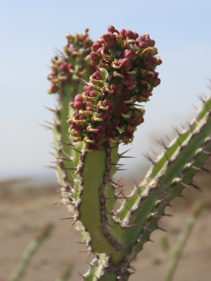 Euphorbia vulcanorum photo 2