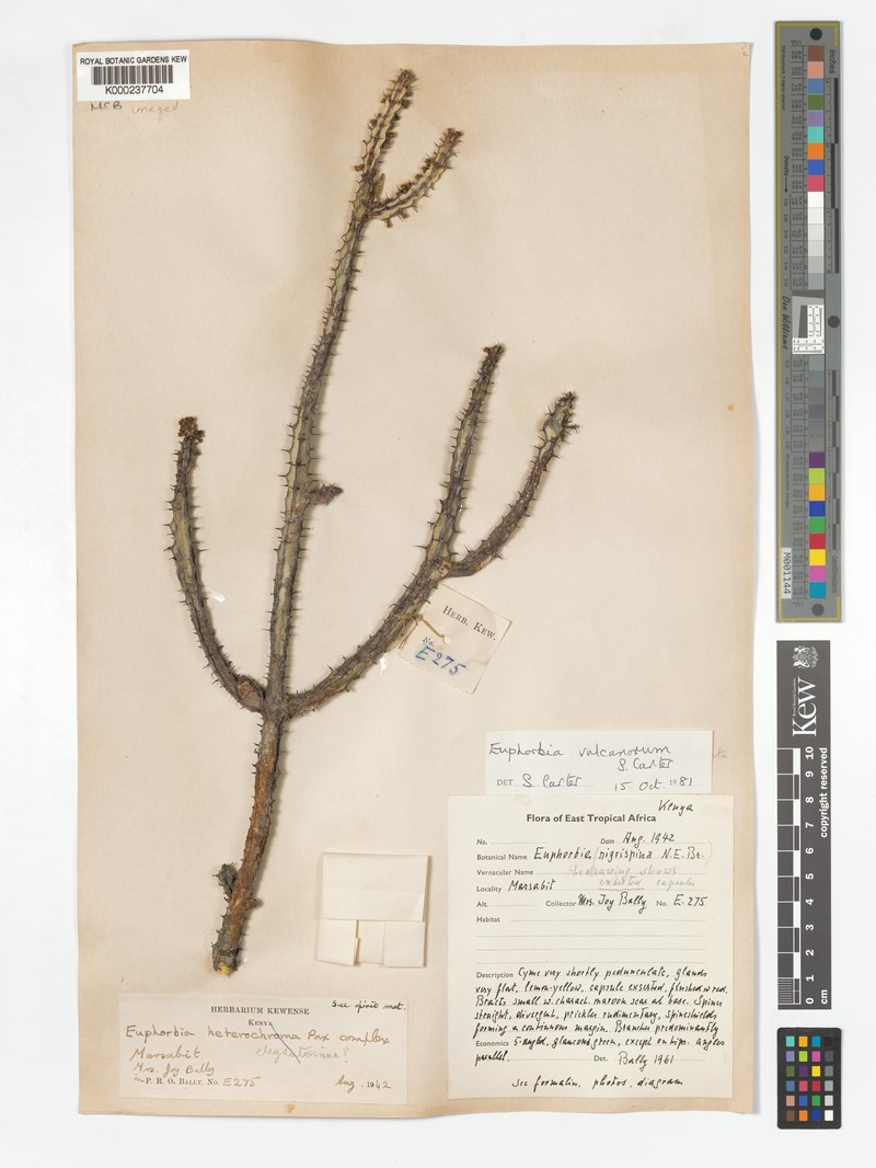 Euphorbia vulcanorum photo 4