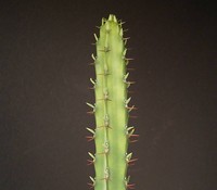 Euphorbia vulcanorum