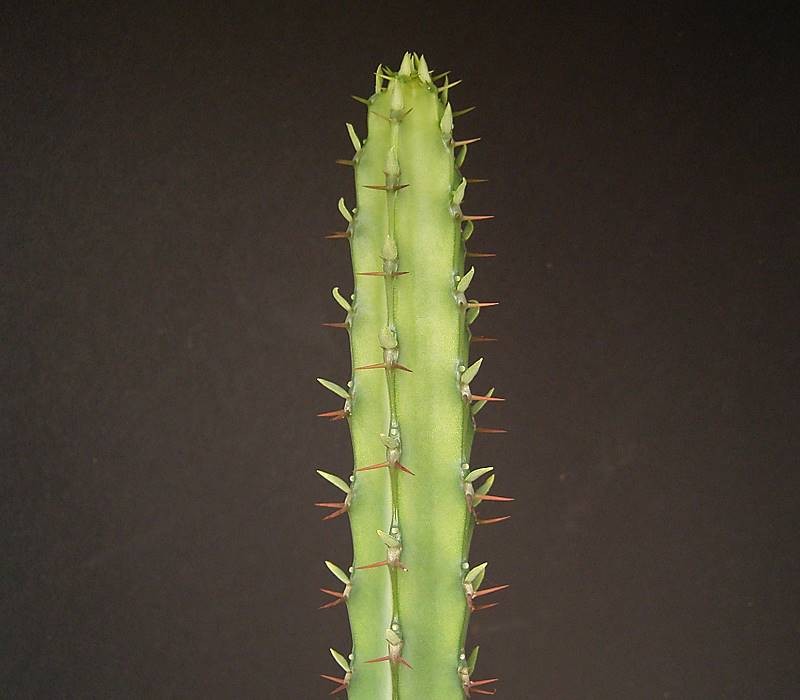 Euphorbia vulcanorum