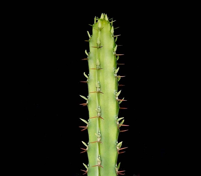 Euphorbia vulcanorum photo 5