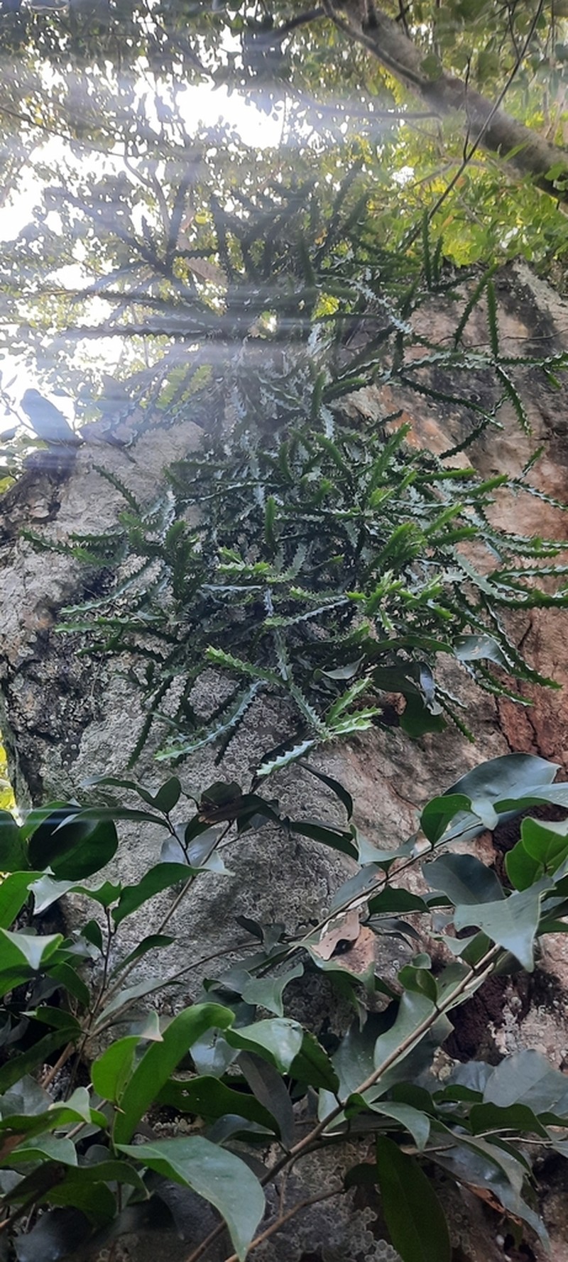 Euphorbia wakefieldii photo 2