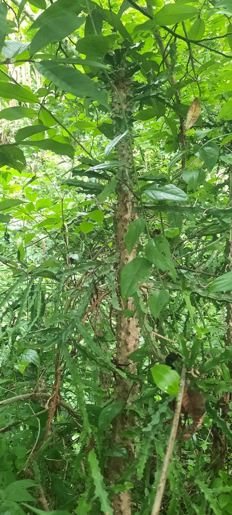 Euphorbia wakefieldii photo 3